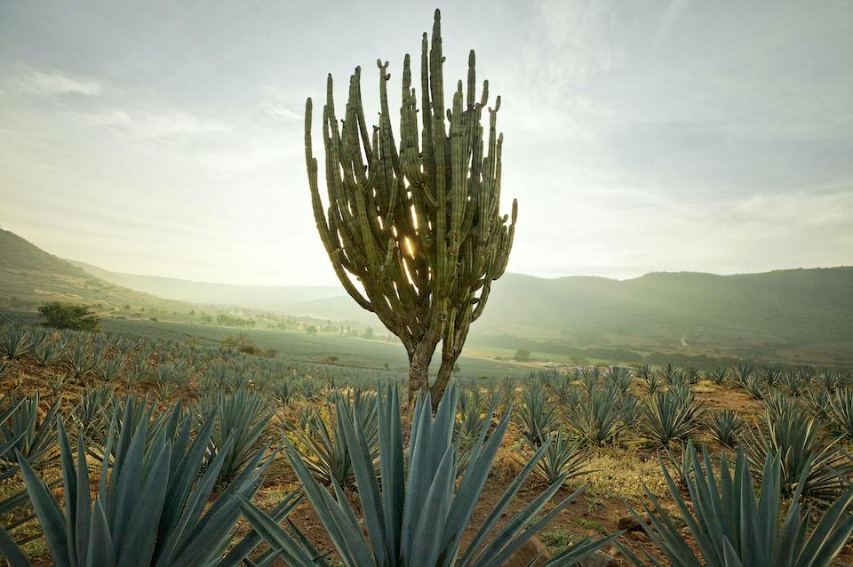 Joel Salcido, Atotonilco El Alto, 2015