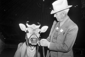 A contestant in the Jersey dairy cattle show
