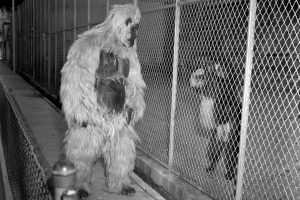 Human in gorilla suit at the zoo