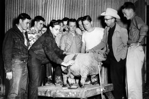 Demonstration of sheep-shearing with hand shears