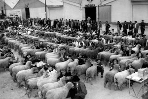 Sheep lined up for judging