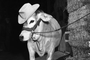 A cow wearing a cowboy hat