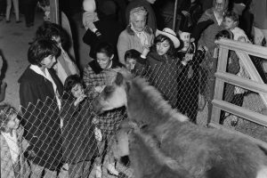 Kids get a close-up view of furry ponies