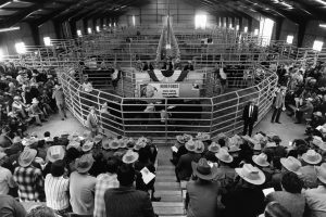Tense moments at a cattle auction