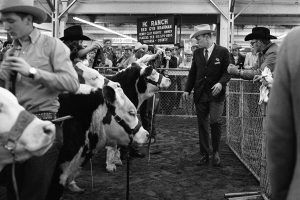 A show judge inspecting Hereford cattle