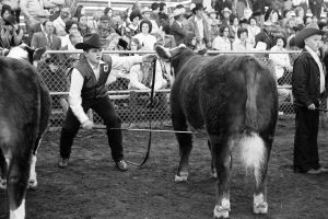 A young gets his steer to stand up straight